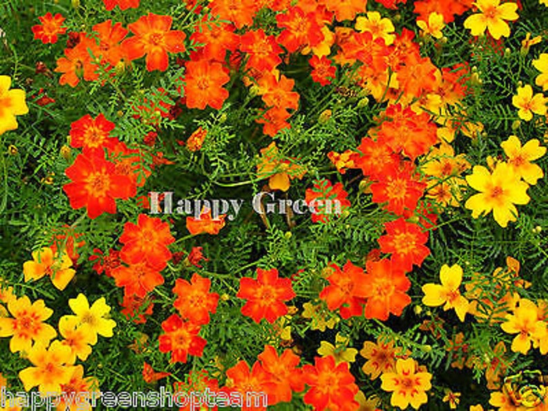 Signet marigold mixed gem Tagetes tenuifolia 300 seeds balcony flower image 3