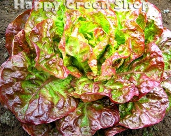 Lettuce CANASTA - 1000 seeds - Vegetable seeds - Batavian lettuce Lactuca sativa