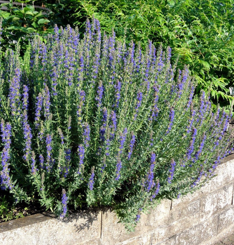 1000 SEEDS HYSSOP Hyssopus officinalis herb perennial herb image 4