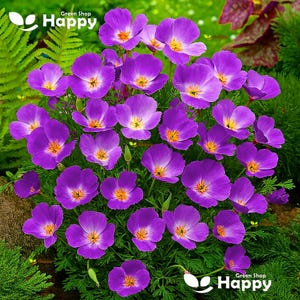 Op de afbeelding: Een cluster van levendige paarse Californische klaprozen met heldergele harten en delicate, afgeronde bloemblaadjes. De bloemen zijn omgeven door fijn, vederachtig groen blad. De tekst "Green Shop Happy" staat in de linker- en rechterbenedenhoek.