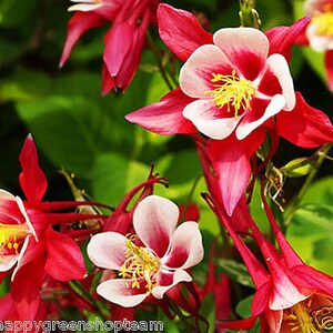 COLUMBINE MIX Mrs Scott Elliott 250 Seeds Aquilegia caerulea hybrida image 2