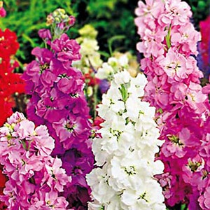 COLUMN STOCK Mammouth Excelsior 100 SEEDS Matthiola Incana Annual Flower image 3