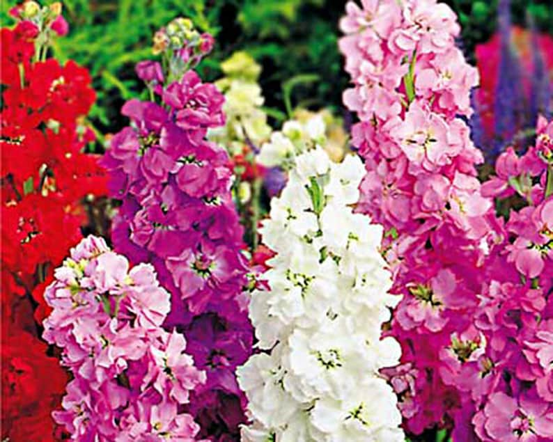 COLUMN STOCK Mammouth Excelsior 100 SEEDS Matthiola Incana Annual Flower image 3