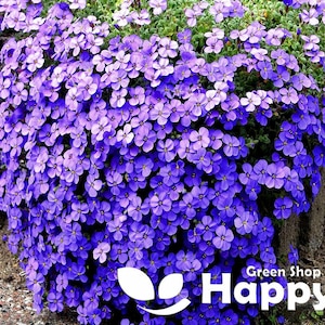 Rock Cress Cascade Blue - 300 semi di Aubrieta Cultorum Hybrida