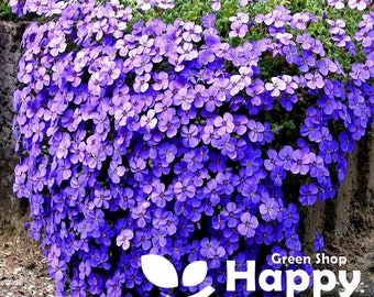 Rock Cress Cascade Blue - 300 seeds Aubrieta Cultorum Hybrida