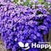 see more listings in the Flowers - Perennial section