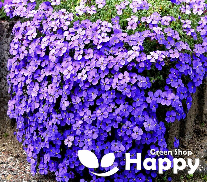 Semi Di Crescione Di Roccia Perenne - 500 Pezzi, Piante Tappezzanti Da Giardino - Foto 5