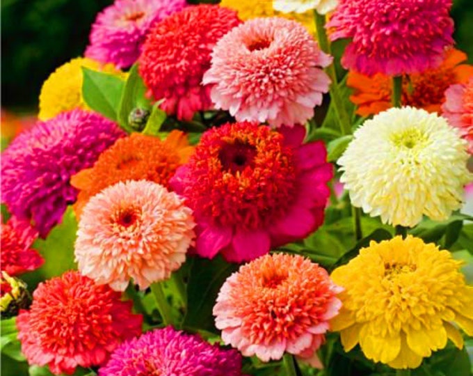 150 SEEDS CANDY CANE Zinnia Flower Seeds Zinnia Elegans Etsy