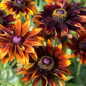 Rudbeckia Hirta - Spécialités - PIN D'AUTOMNE - 300 graines - Fleurs marron