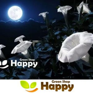 Op de afbeelding: Witte trompetvormige bloemen bloeien 's nachts onder een volle maan. De bloemen worden omringd door donkergroene bladeren. De tekst "Green Shop Happy" wordt twee keer in de afbeelding weergegeven.
