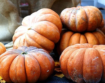 Vegetable - Squash - MUSCADE DE PROVENCE -  15 seeds - cucurbita moschata