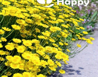 Yellow Chamomile - Anthemis Tinctoria - 1000 seeds - MARGUERITE DAISY