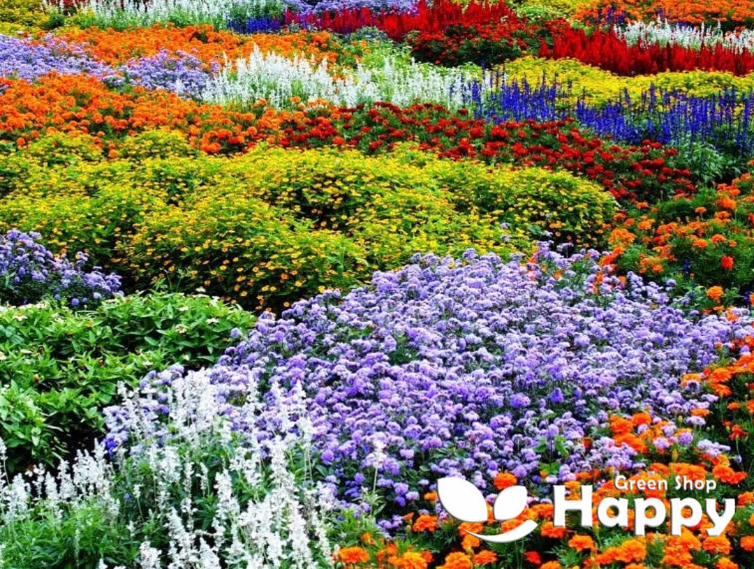 100% Semi Di Fiori Selvatici Gettare Coltivare SENZA Piante D'Erba - Foto 9