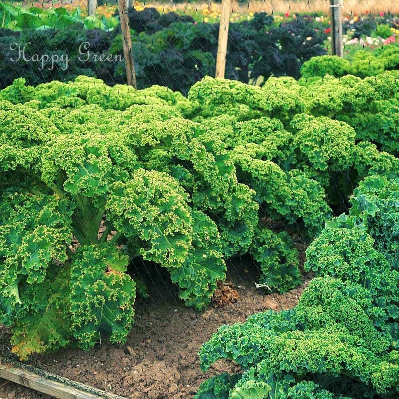 VEGETABLE KALE Borecole Dwarf Green Curled 1000 SEEDS Winter hardy image 8