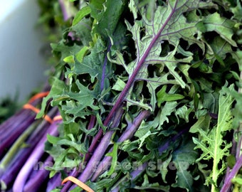 500 SEEDS - KALE Red Russian - Vegetalbe seeds - Purple teams blue leaves