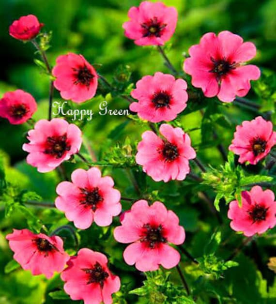NEPAL CINQUEFOIL PINK 300 Seeds Miss Willmott Potentilla - Etsy UK