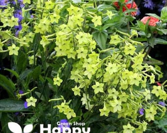 Puede incluir: Primer plano de una planta con flores de color verde brillante. Las flores están en flor y tienen una apariencia delicada en forma de estrella. La planta está creciendo en un jardín.