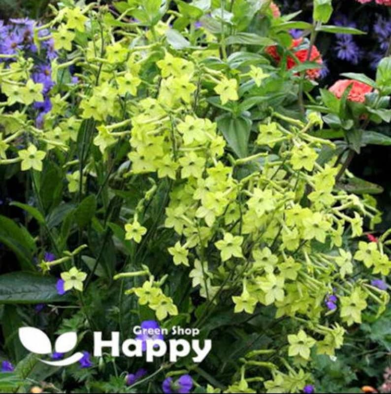 FLOWERING TOBACCO lime green 2000 seeds Nicotiana alata Annual Flower UK image 1