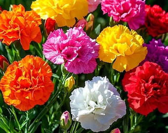 MEZCLA DE CLAVEL Chabaud - 300 semillas - Dianthus caryophyllus - Flor