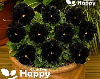 Sementes de amor-perfeito preto - 300 sementes - Viola wittrockiana - Flor bienal fácil de cultivar