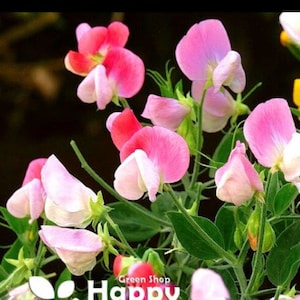 Puede incluir: Un ramo de flores de guisante de olor rosa, blanco y rojo con tallos y hojas verdes. Las flores est&aacute;n en diferentes etapas de floraci&oacute;n, algunas est&aacute;n completamente abiertas y otras todav&iacute;a en capullo.