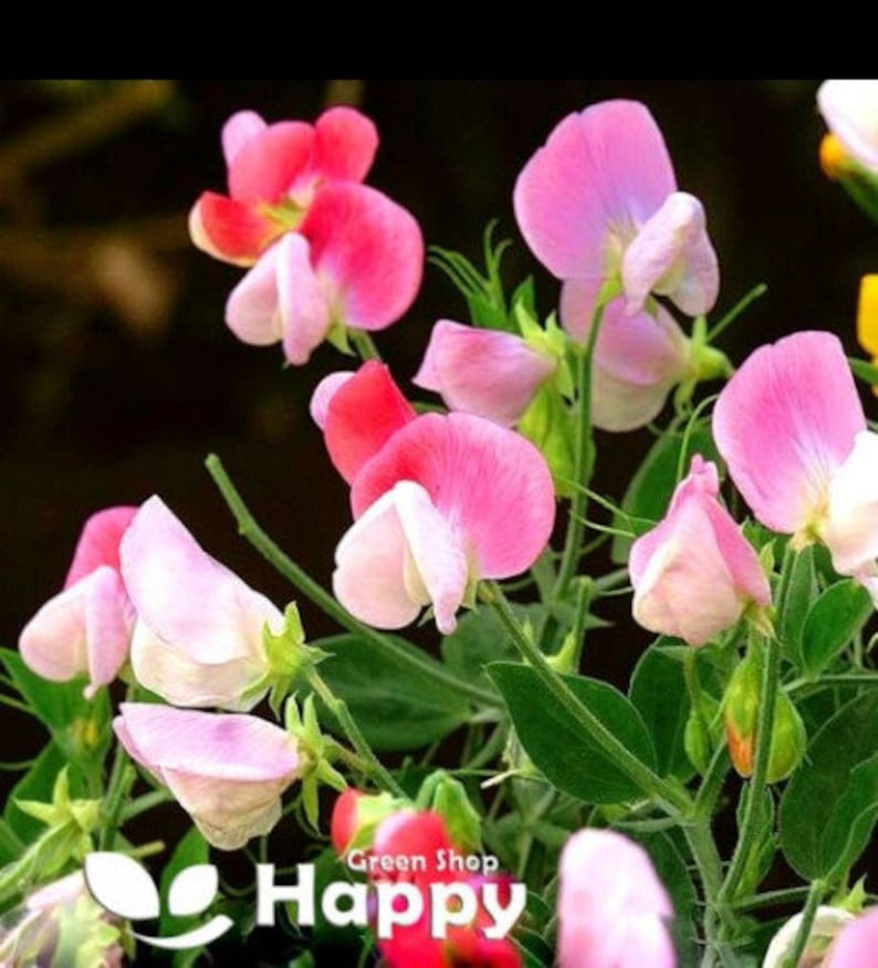 Puede incluir: Un ramo de flores de guisante de olor rosa, blanco y rojo con tallos y hojas verdes. Las flores est&aacute;n en diferentes etapas de floraci&oacute;n, algunas est&aacute;n completamente abiertas y otras todav&iacute;a en capullo.