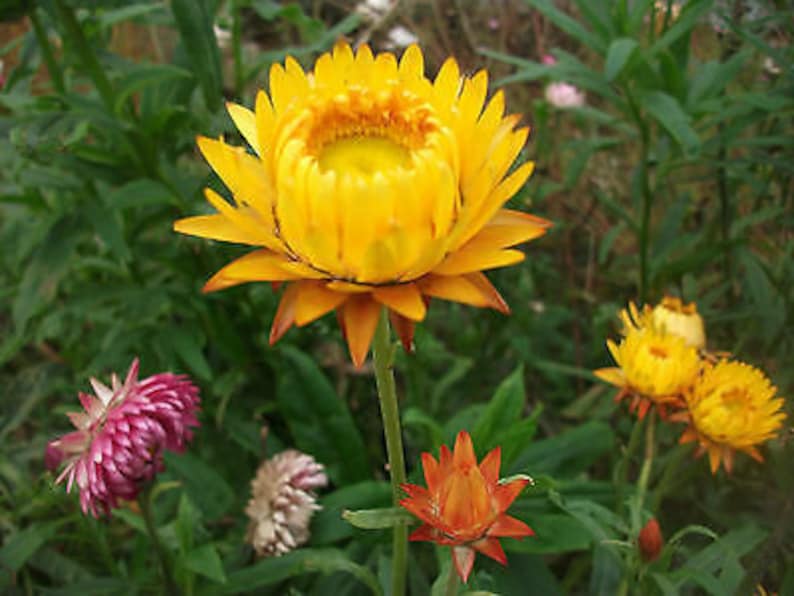 STRAWFLOWER Yellow Helichrysum bracteatum 900 seeds Etsy