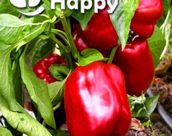 50 semillas de pimiento dulce / Capsicum annuum California Wonder Red / Semillas de pimiento morrón tradicional