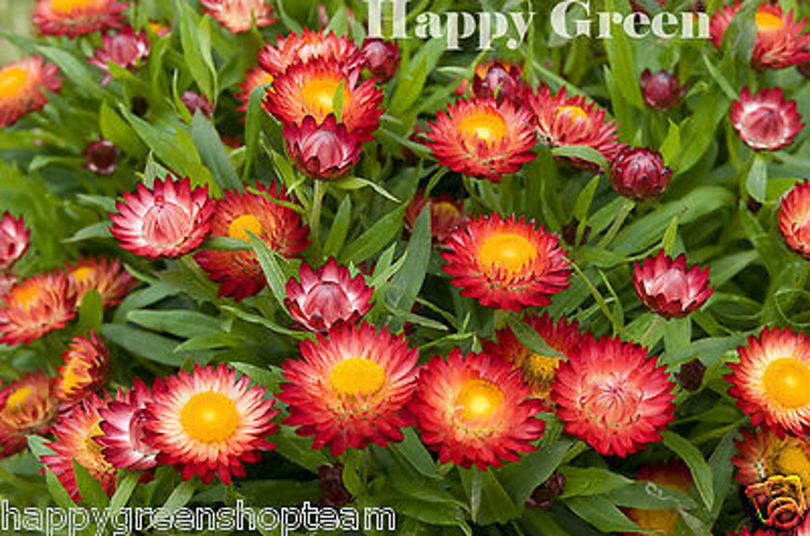 STRAWFLOWER DWARF Tom Thumb Mixed 800 Seeds Helichrysum Bracteatum Flower Etsy