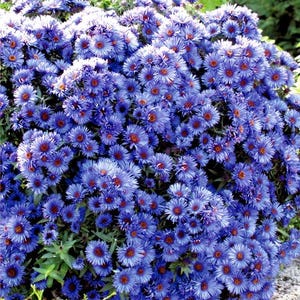 Może przedstawiać: Zbliżenie na masę niebieskich kwiatów astrów z pomarańczowymi środkami. Obraz przedstawia obfitość kwiatów, z widocznymi zielonymi liśćmi. Tekst "Green Shop Happy" znajduje się na dole.