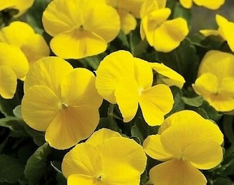 PANSY SWISS GIANT - Yellow - 250 seeds - Biennial long flowering pansy seeds