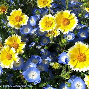 Coastal Tidy Tips 450 SEEDS Layia elegans platyglossa Landscaping flower image 9