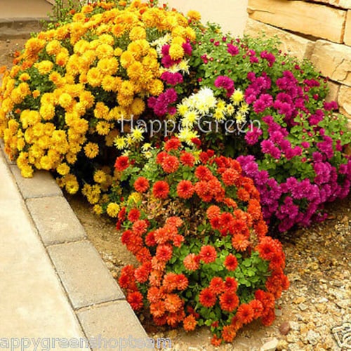 Garden mum mix - 200 SEEDS -  Chrysanthemum indicum hortorum  - Perennial Flower