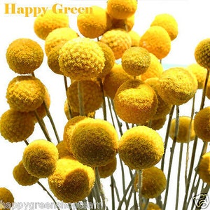 DRUMSTICK YELLOW - Billy Button- 250 Seeds - Craspedia globosa - Annual Flower