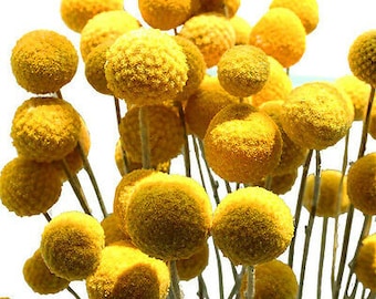 DRUMSTICK YELLOW - Billy Button- 250 Seeds - Craspedia globosa - Annual Flower