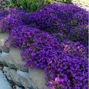 Può includere: Primo piano di una pianta tappezzante con fiori viola che cresce lungo un muro di pietra.