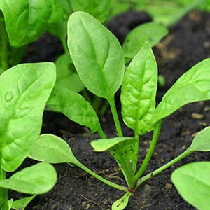 VEGETABLE New Zealand Spinach Tetragonia Tetragonioides 60 seeds image 4