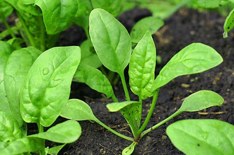 VEGETABLE New Zealand Spinach Tetragonia Tetragonioides 60 seeds image 4