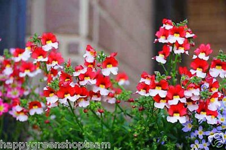 Немезия strumosa