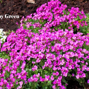 1000 seeds rock cress pink ARABIS CAUCASICA rockery perennial flower image 3