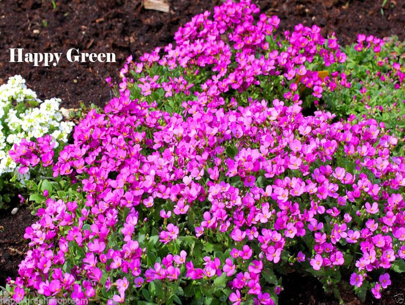 1000 seeds rock cress pink ARABIS CAUCASICA rockery perennial flower image 3