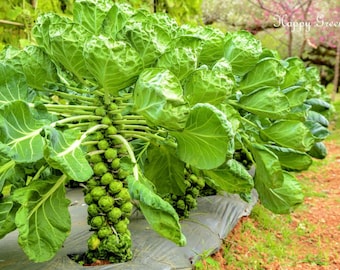 Vegetable - BRUSSEL SPROUTS -  300 SEEDS - Casiopea - A mid-late variety