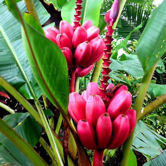 PINK BANANA PLANT 10 Seeds very easy to grow Musa Etsy