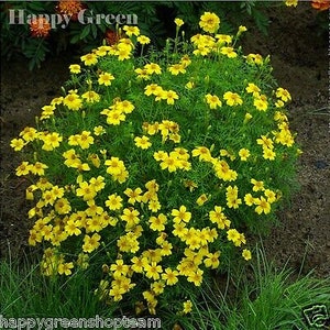 Signet marigold Lemon Gem 450 seeds tagetes tenuifolia Balcony plant image 3