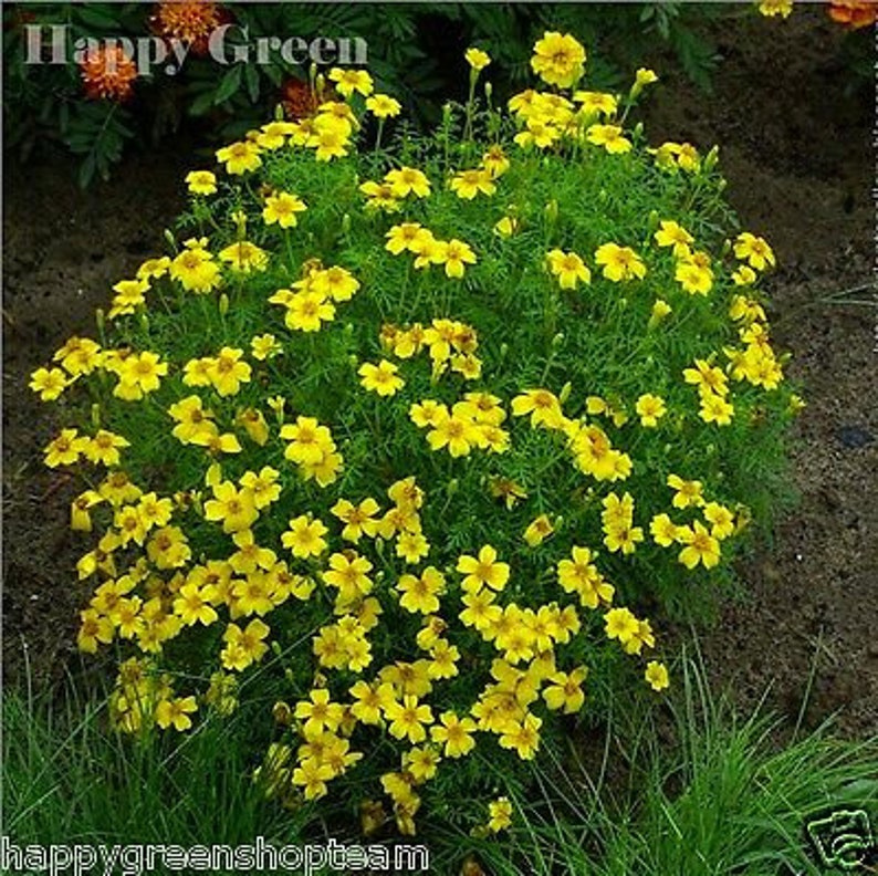 Signet marigold Lemon Gem 450 seeds tagetes tenuifolia Balcony plant image 3