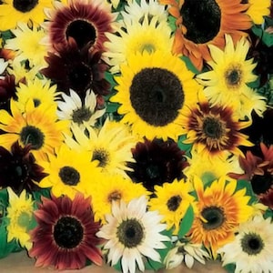 Op de afbeelding: Een selectie van zonnebloemen in verschillende kleuren en maten, waaronder geel, bruin, rood en wit. De zonnebloemen zijn in een boeket gerangschikt en hebben verschillende texturen.
