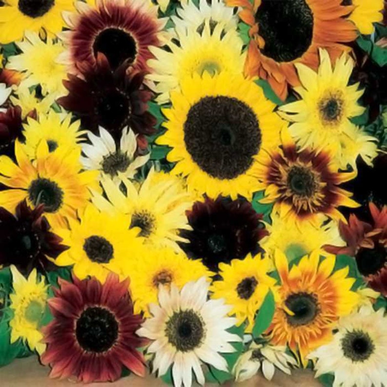 Op de afbeelding: Een selectie van zonnebloemen in verschillende kleuren en maten, waaronder geel, bruin, rood en wit. De zonnebloemen zijn in een boeket gerangschikt en hebben verschillende texturen.