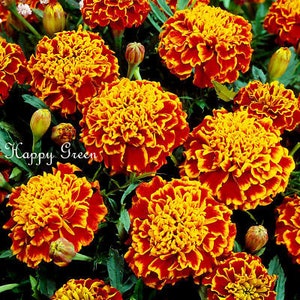 MARIGOLD HONEYCOMB 350 seeds Tagetes patula nana Double bicolor flower image 2