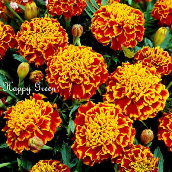 Semi Di Marigold Bolero - Tagetes Patula Nana, Per Aiuole E Vasi