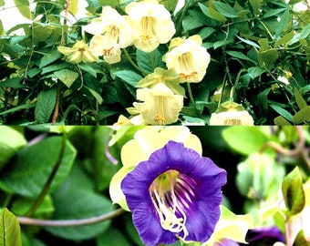 15 seeds - CUP AND SAUCER vine white or blue - Cobaea scandens - Annual climber flower